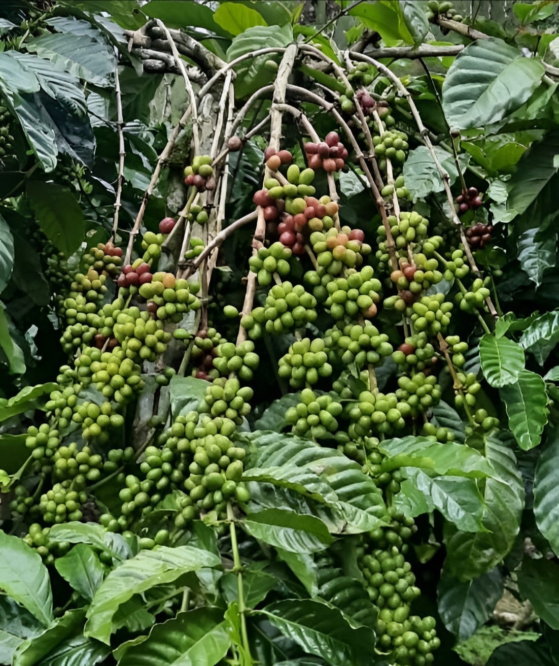 Pagar Alam Coffee Estate